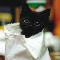 Kittens in Paper Bags